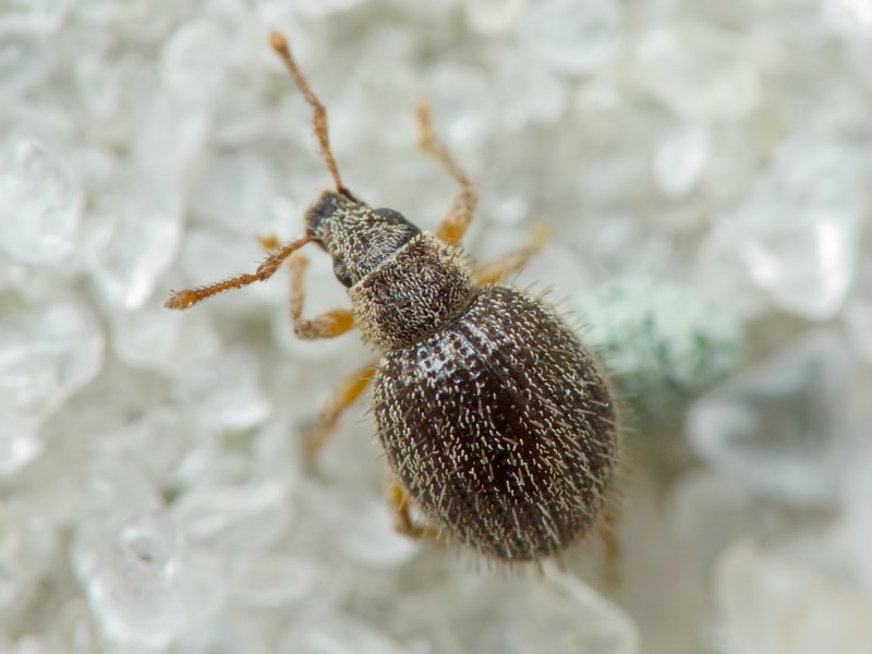 Brachysomus (Brachysomus) echinatus (Bonsdorff, 1785)